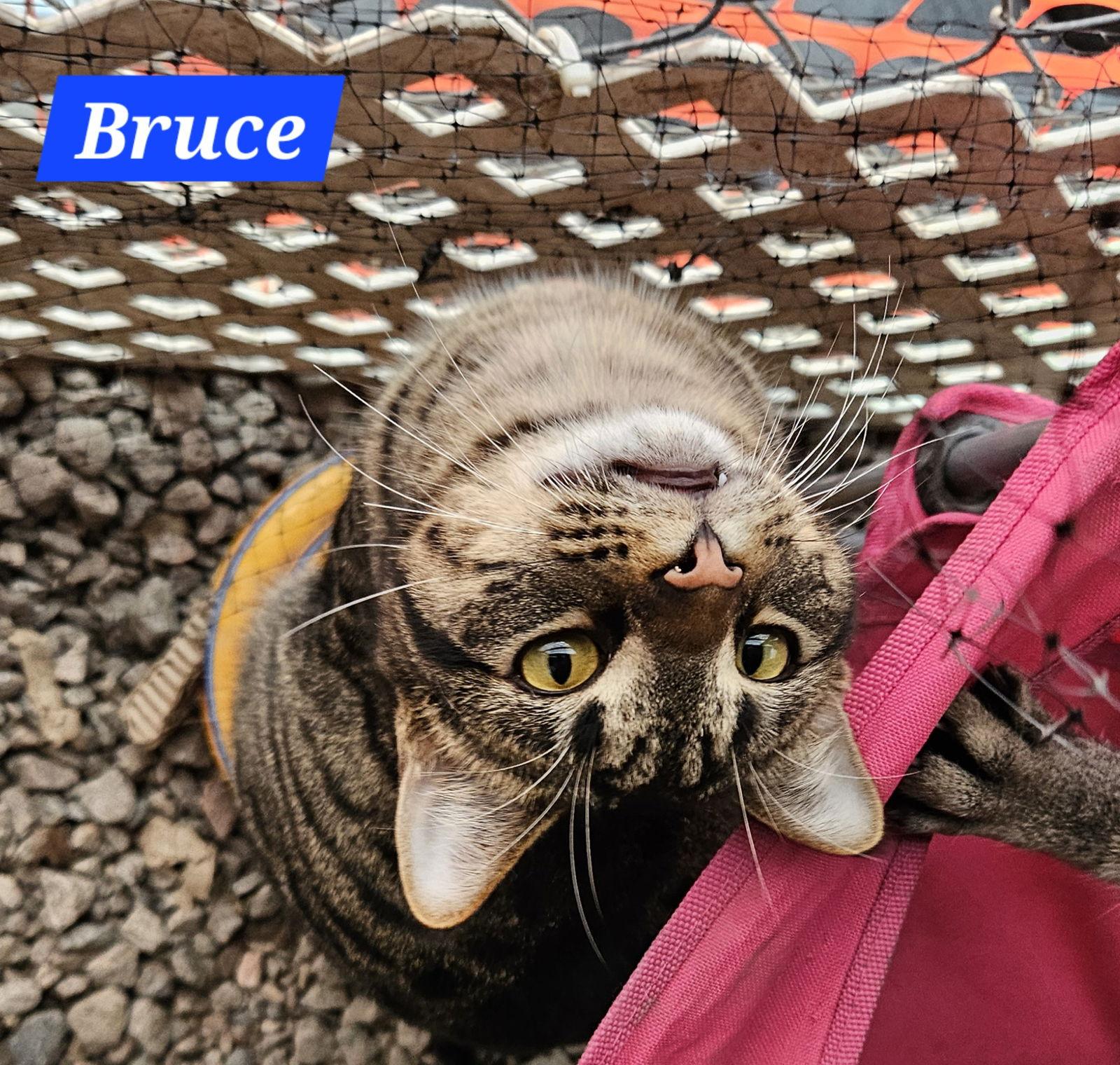 Bruce Banner - NC, a Adoptable mixed breed in Liberty, NC image 2/6