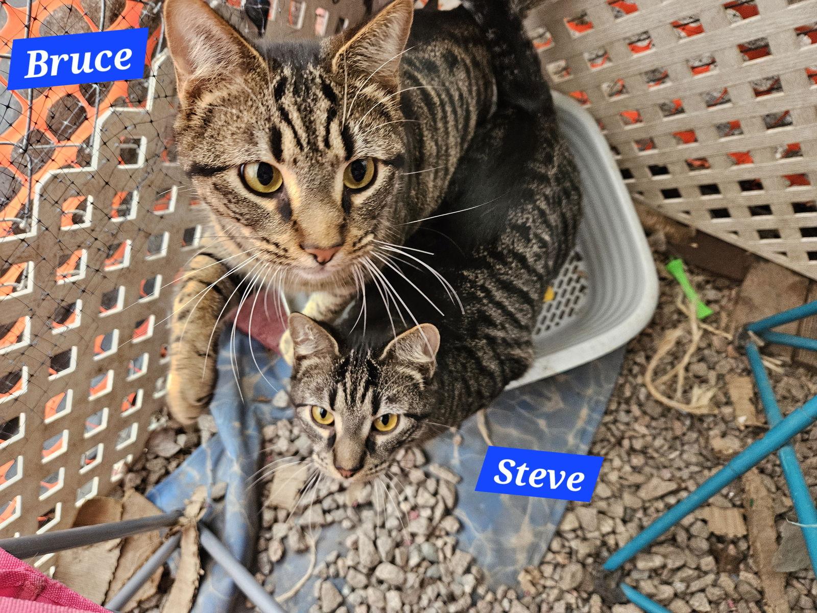 Bruce Banner - NC, Adoptable, Young Male Domestic Short Hair & Tabby.