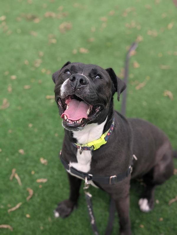 Enlarge Ellie, a Adoptable mixed breed in Winnipeg, MB image 1/1