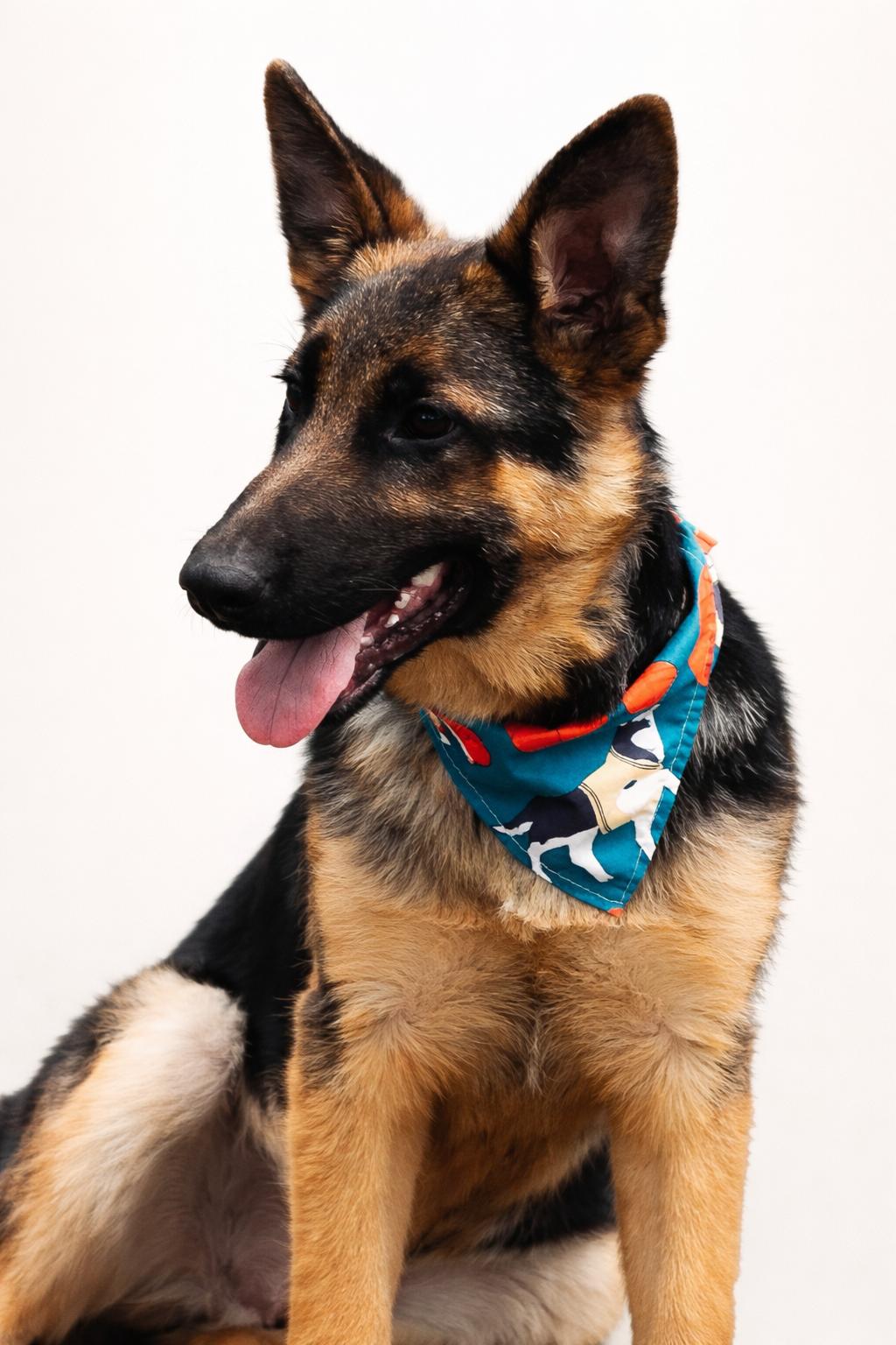 REGGIE, adopted, Puppy Male German Shepherd Dog.