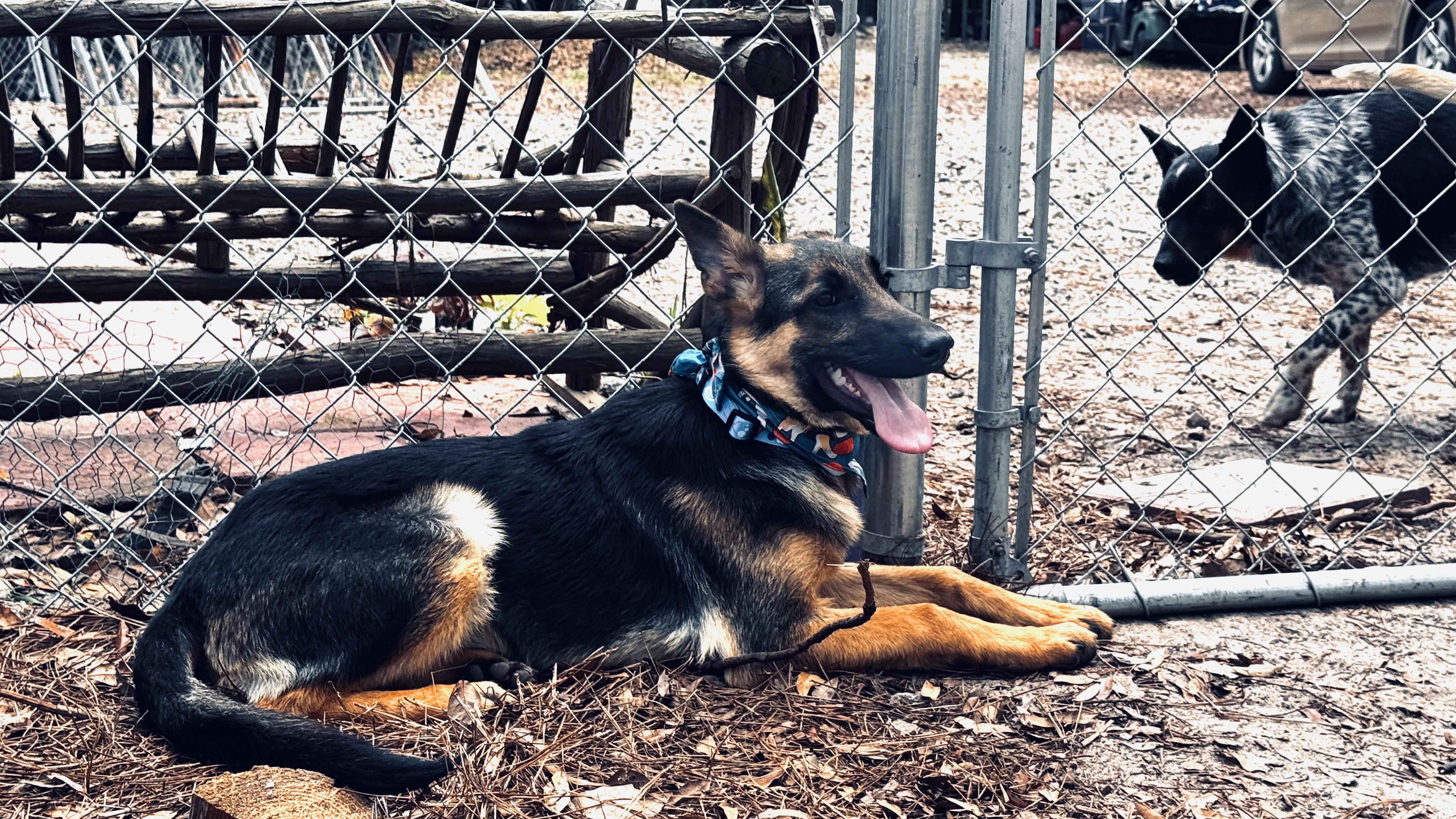 Enlarge REGGIE, an adopted German Shepherd Dog in Nahunta, GA image 3/4