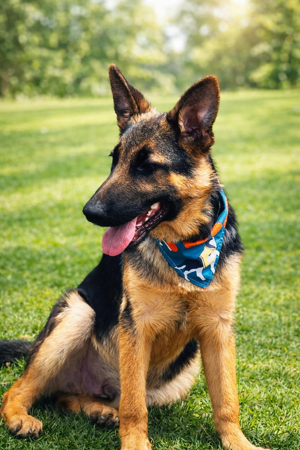 Enlarge REGGIE, an adopted German Shepherd Dog in Nahunta, GA image 4/4