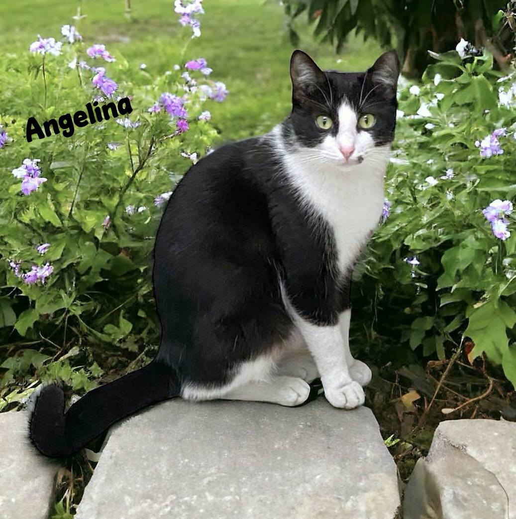 ANGELINA, Adoptable, Adult Female American Shorthair.