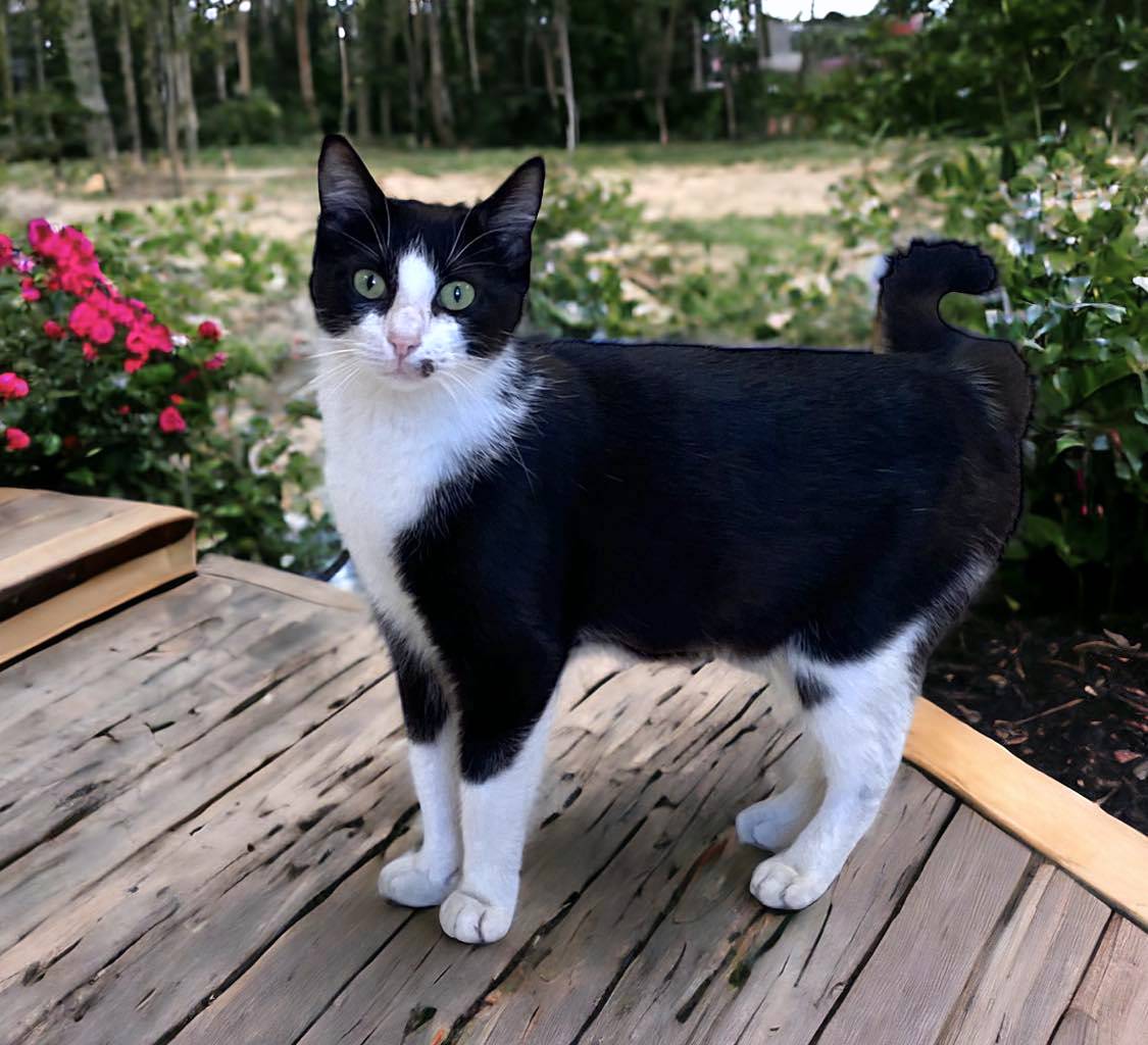 Enlarge ANGELINA, a Adoptable mixed breed in Sumter, SC image 2/4