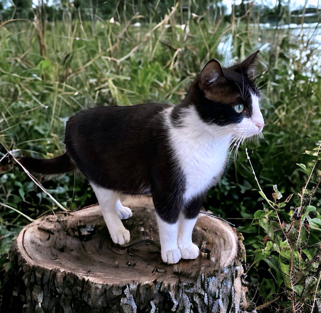 Enlarge ANGELINA, a Adoptable mixed breed in Sumter, SC image 3/4