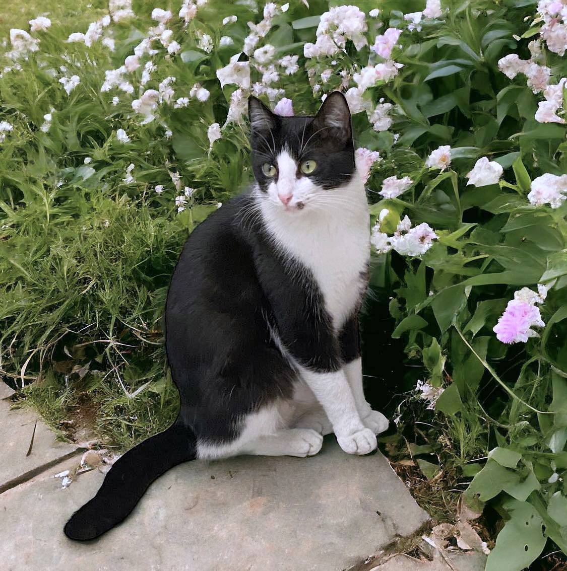 Enlarge ANGELINA, a Adoptable mixed breed in Sumter, SC image 4/4