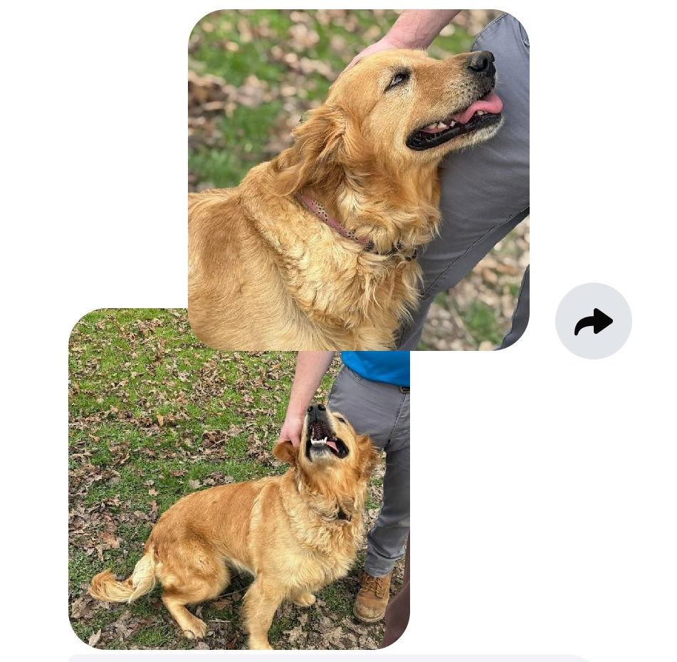 Mike, Adoptable, Puppy Male Golden Retriever & Border Collie.