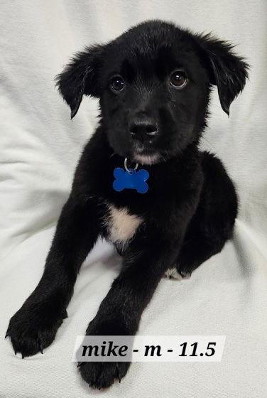 Enlarge Mike, a Adoptable mixed breed in Hillside, IL image 3/3