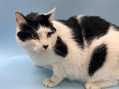 Chip, Adoptable, Adult Male Domestic Short Hair & Domestic Short Hair.
