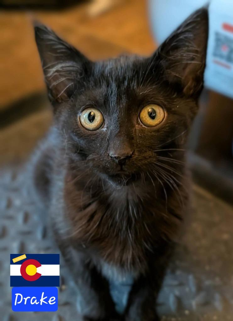 Enlarge Drake, a Adoptable mixed breed in Miami, OK image 6/6