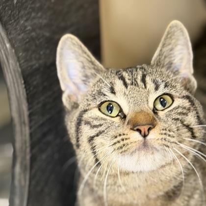 Enlarge Winnie, a Adoptable mixed breed in San Francisco, CA image 1/3