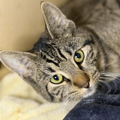 Enlarge Winnie, a Adoptable mixed breed in San Francisco, CA image 2/3