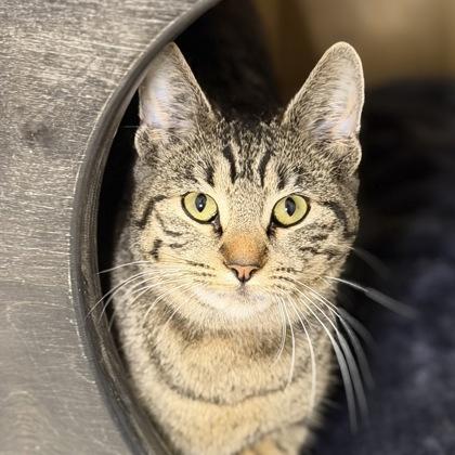 Enlarge Winnie, a Adoptable mixed breed in San Francisco, CA image 3/3