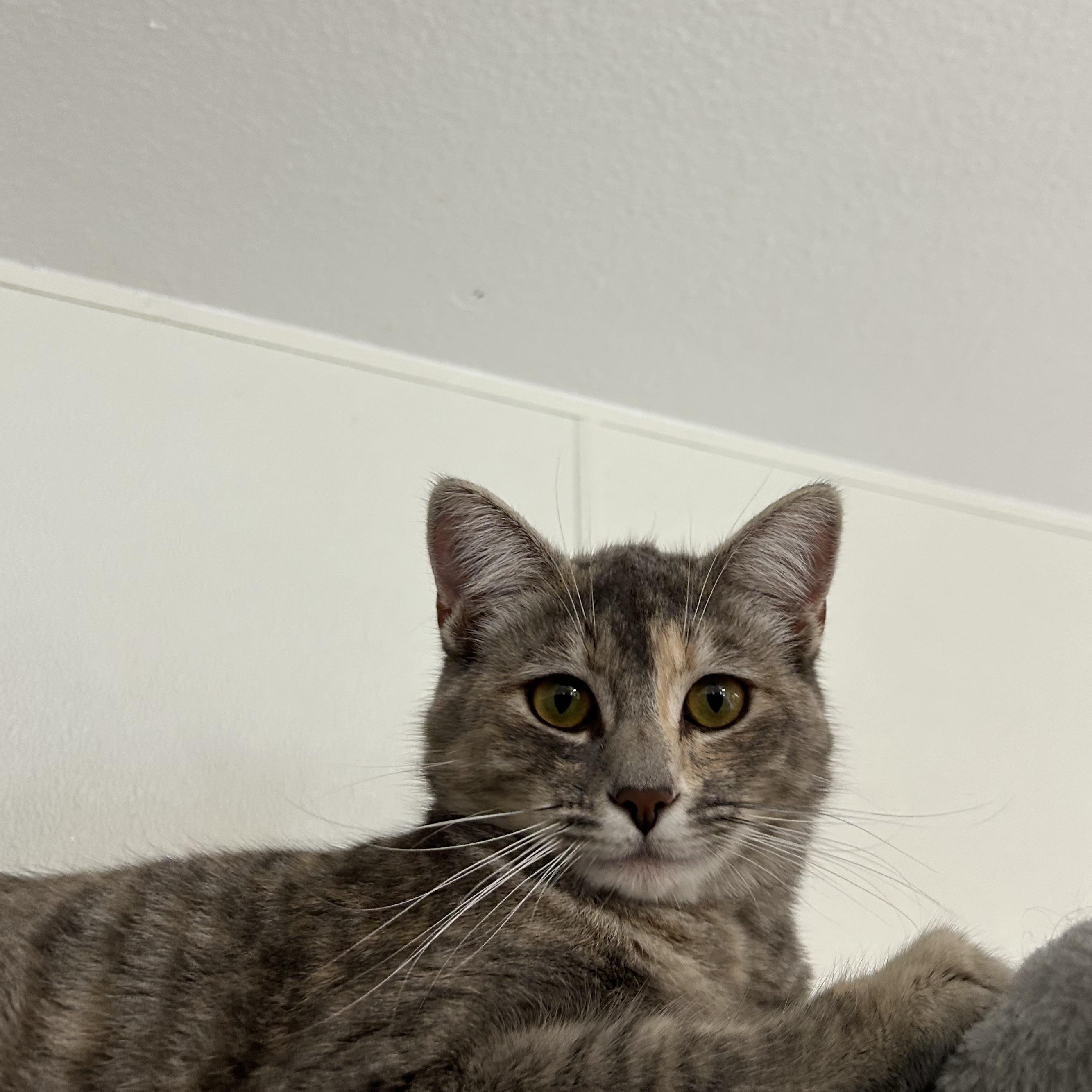 Kayla, Adoptable, Young Female Domestic Short Hair.