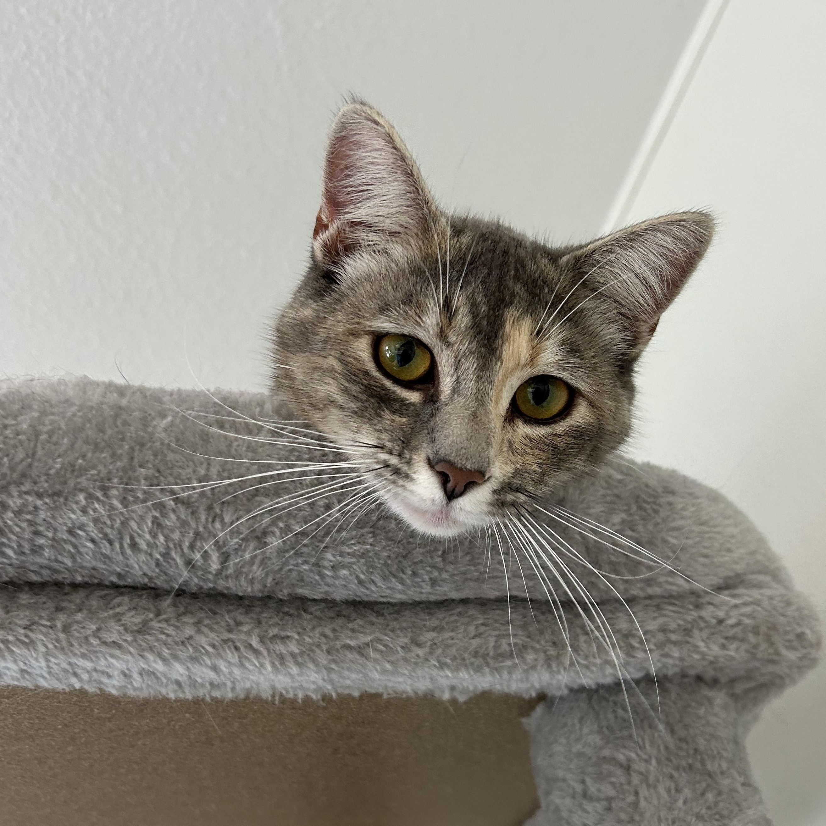Enlarge Kayla, a Adoptable Domestic Short Hair in El Cajon, CA image 2/3
