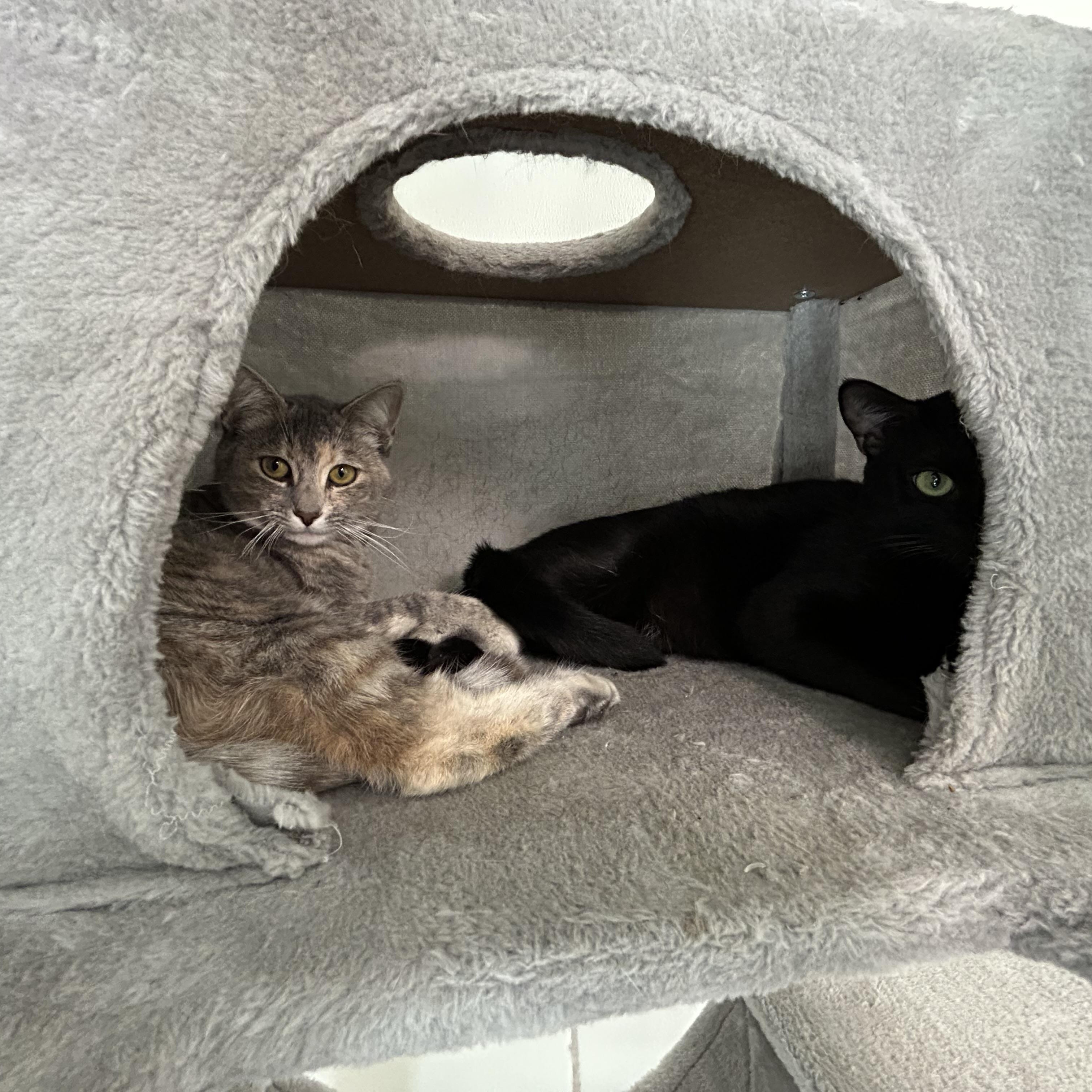 Enlarge Kayla, a Adoptable Domestic Short Hair in El Cajon, CA image 3/3