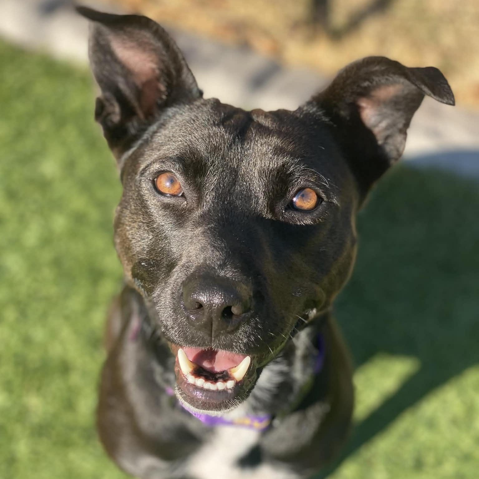 Enlarge Josie, a Adoptable mixed breed in Falls Church, VA image 2/6