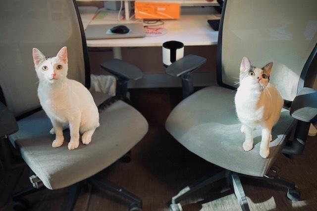 Hannub w/ Maribelle, a Adoptable Domestic Short Hair in Duxbury, MA image 1/6
