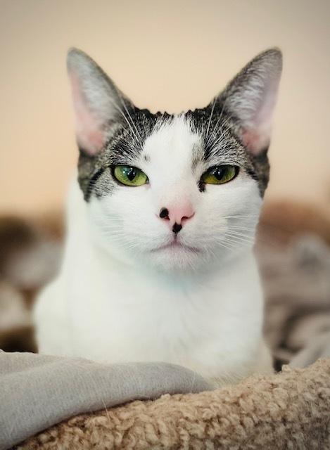 Hannub w/ Maribelle, Adoptable, Kitten Female Domestic Short Hair.