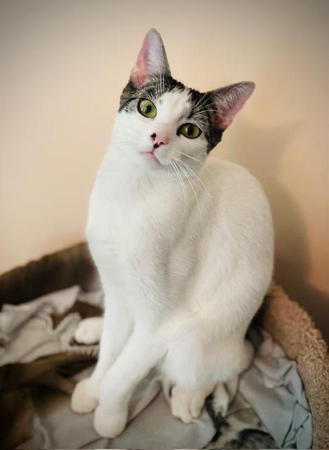 Hannub w/ Maribelle, a Adoptable Domestic Short Hair in Duxbury, MA image 4/6