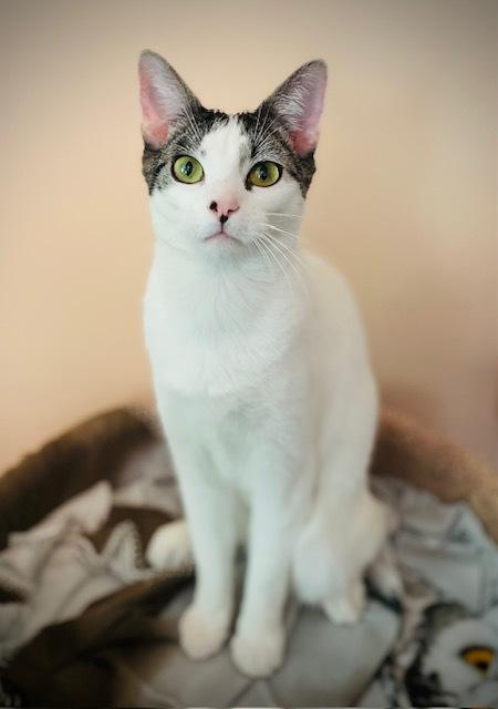 Hannub w/ Maribelle, a Adoptable Domestic Short Hair in Duxbury, MA image 5/6