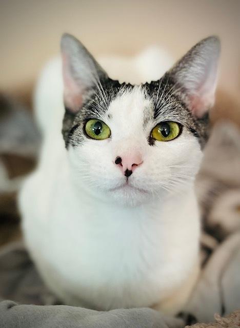 Hannub w/ Maribelle, a Adoptable Domestic Short Hair in Duxbury, MA image 6/6