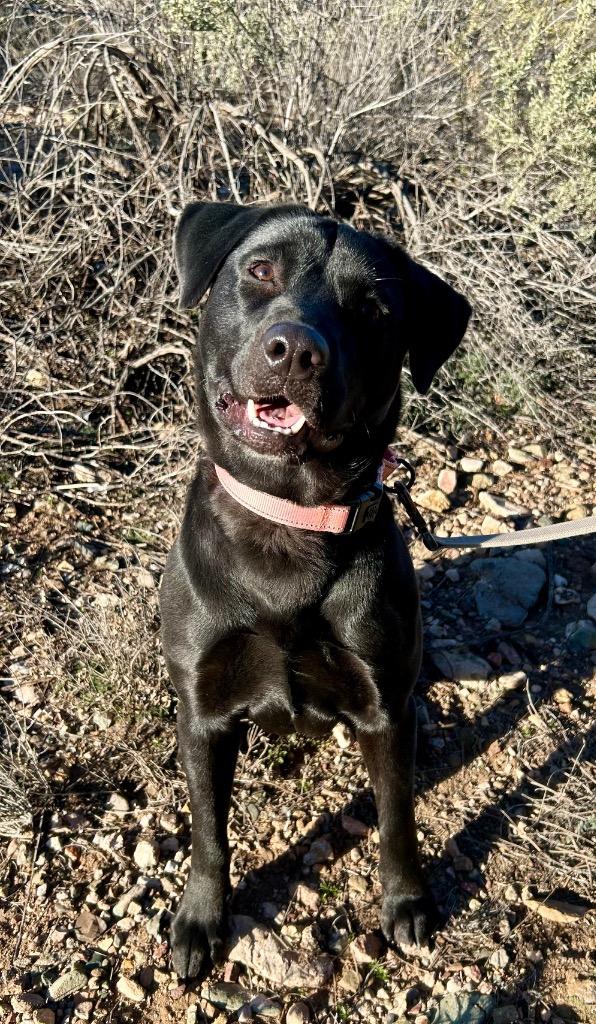 Ginger, a Adoptable mixed breed in Cottonwood, AZ image 1/4