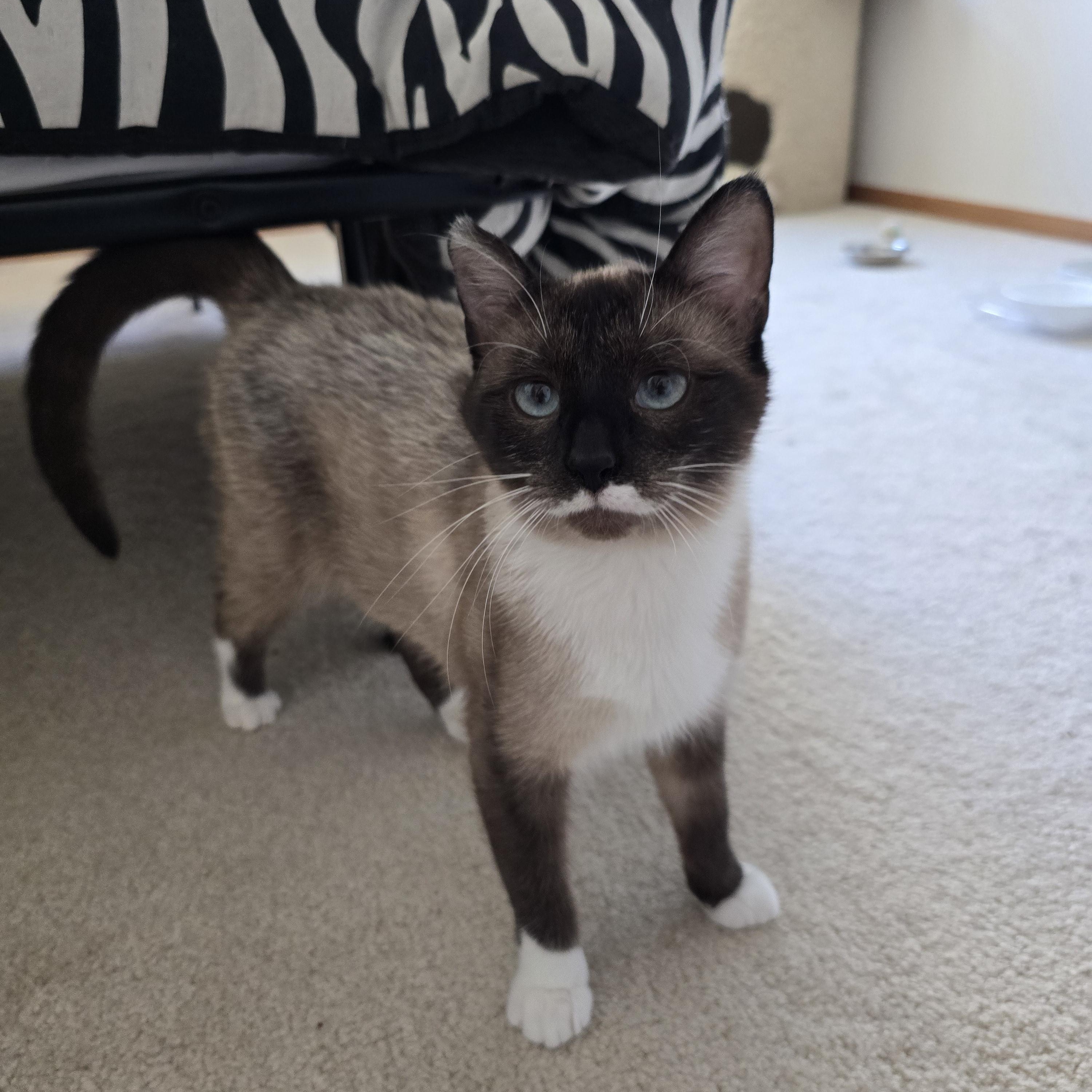 Tiki, ADOPTABLE, Young Female Snowshoe & Domestic Short Hair.