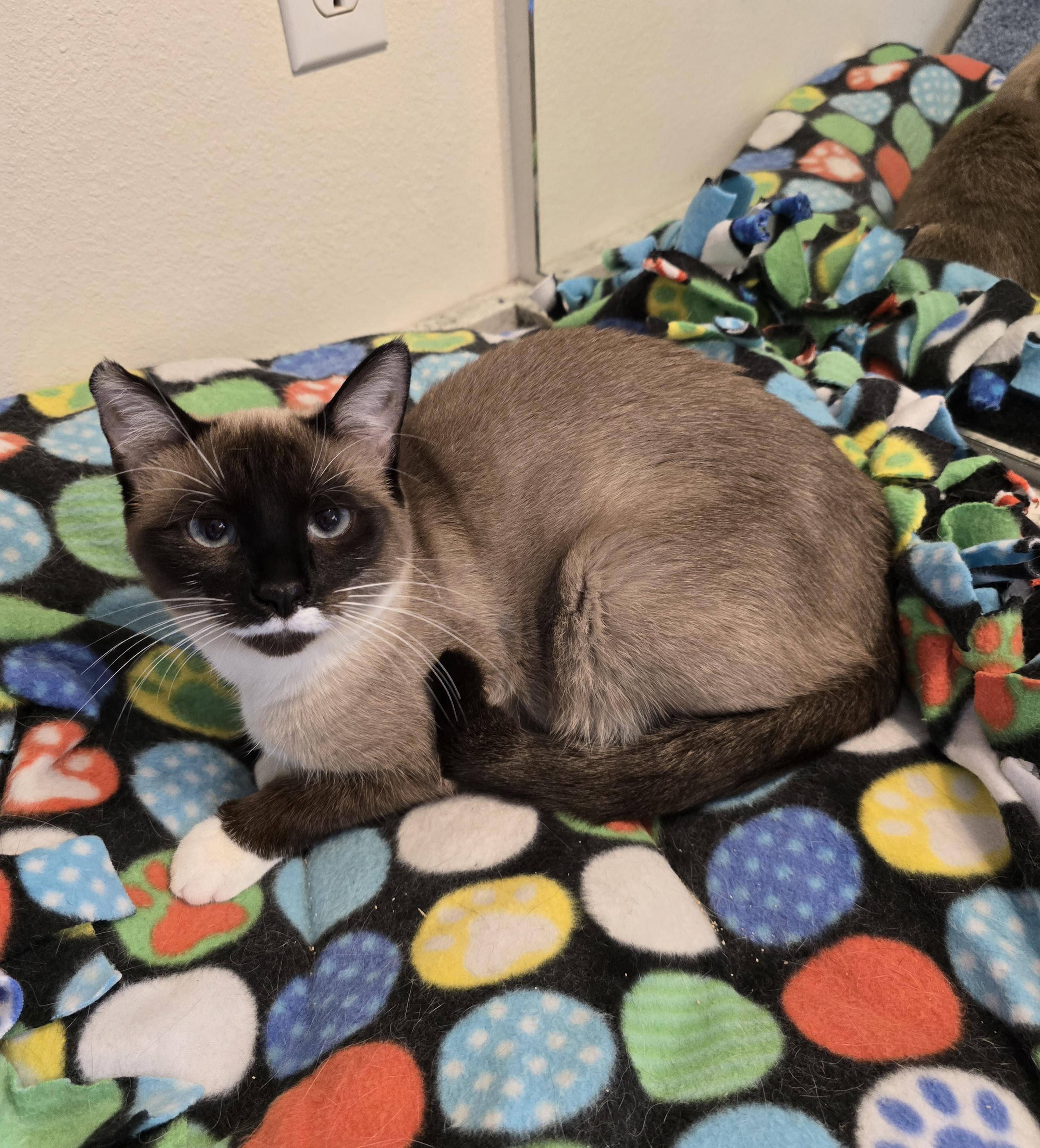 Enlarge Tiki, a Adoptable mixed breed in Fargo, ND image 1/5