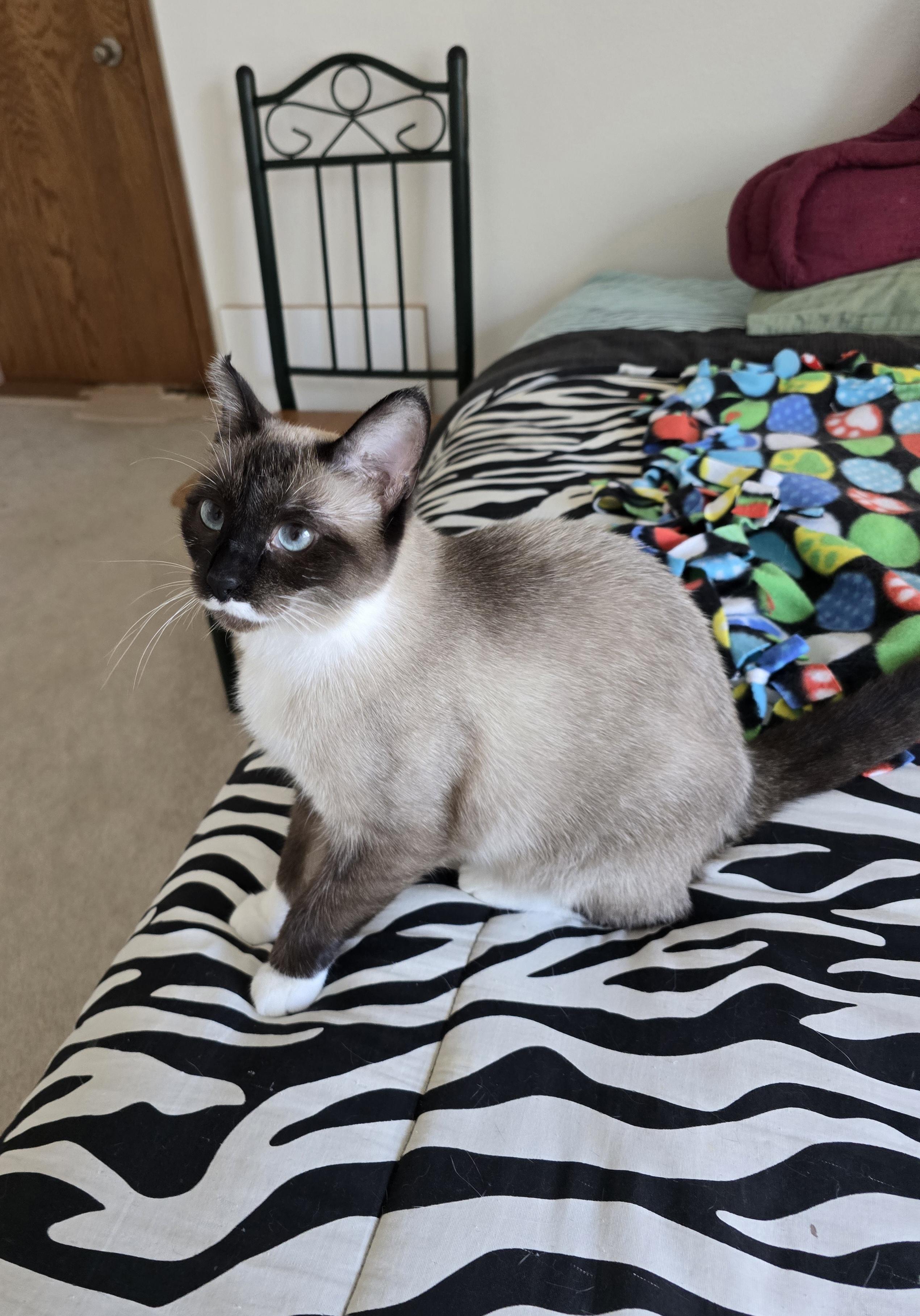 Tiki, a ADOPTABLE mixed breed in Fargo, ND image 3/4