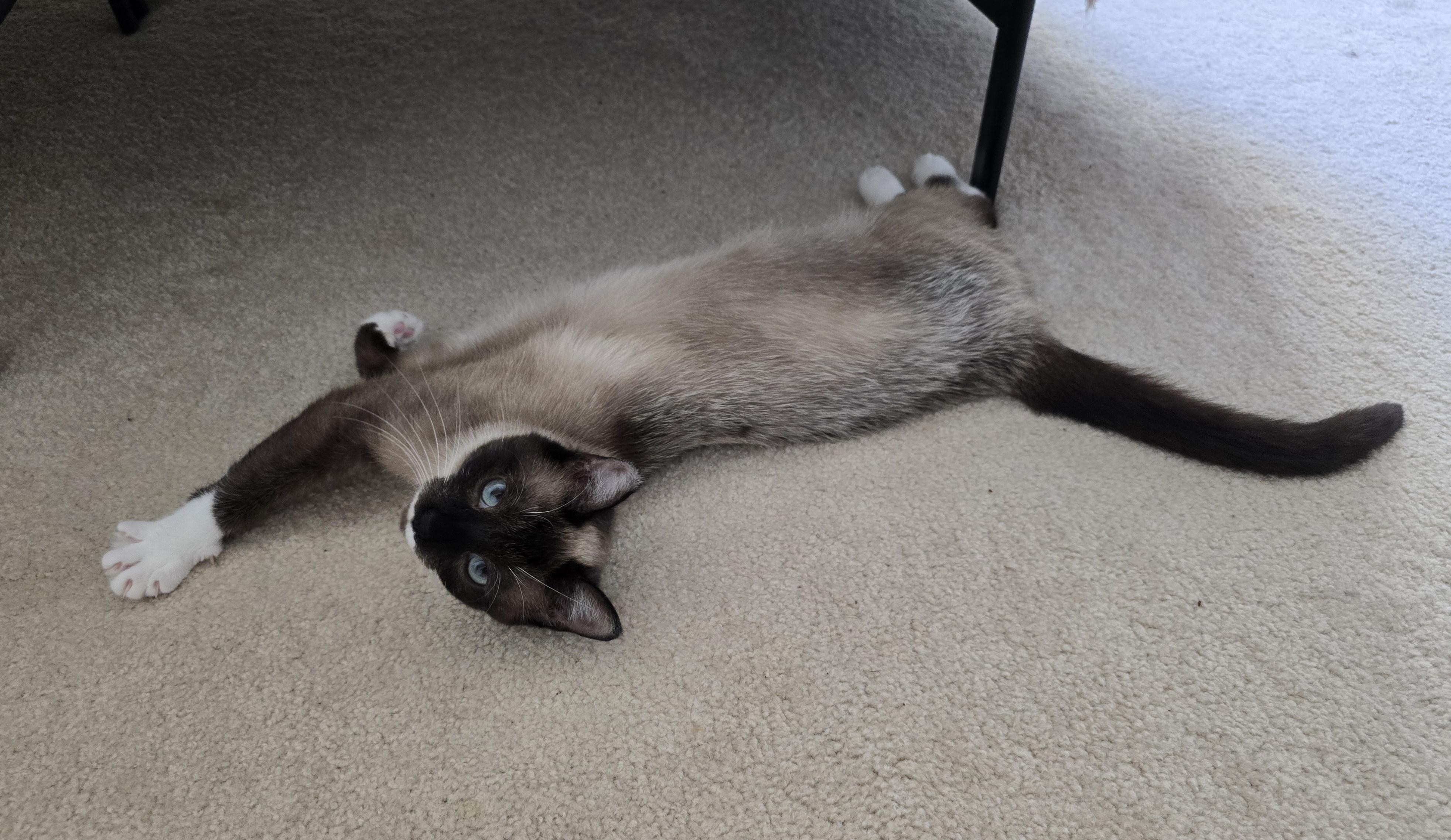 Tiki, a ADOPTABLE mixed breed in Fargo, ND image 2/4