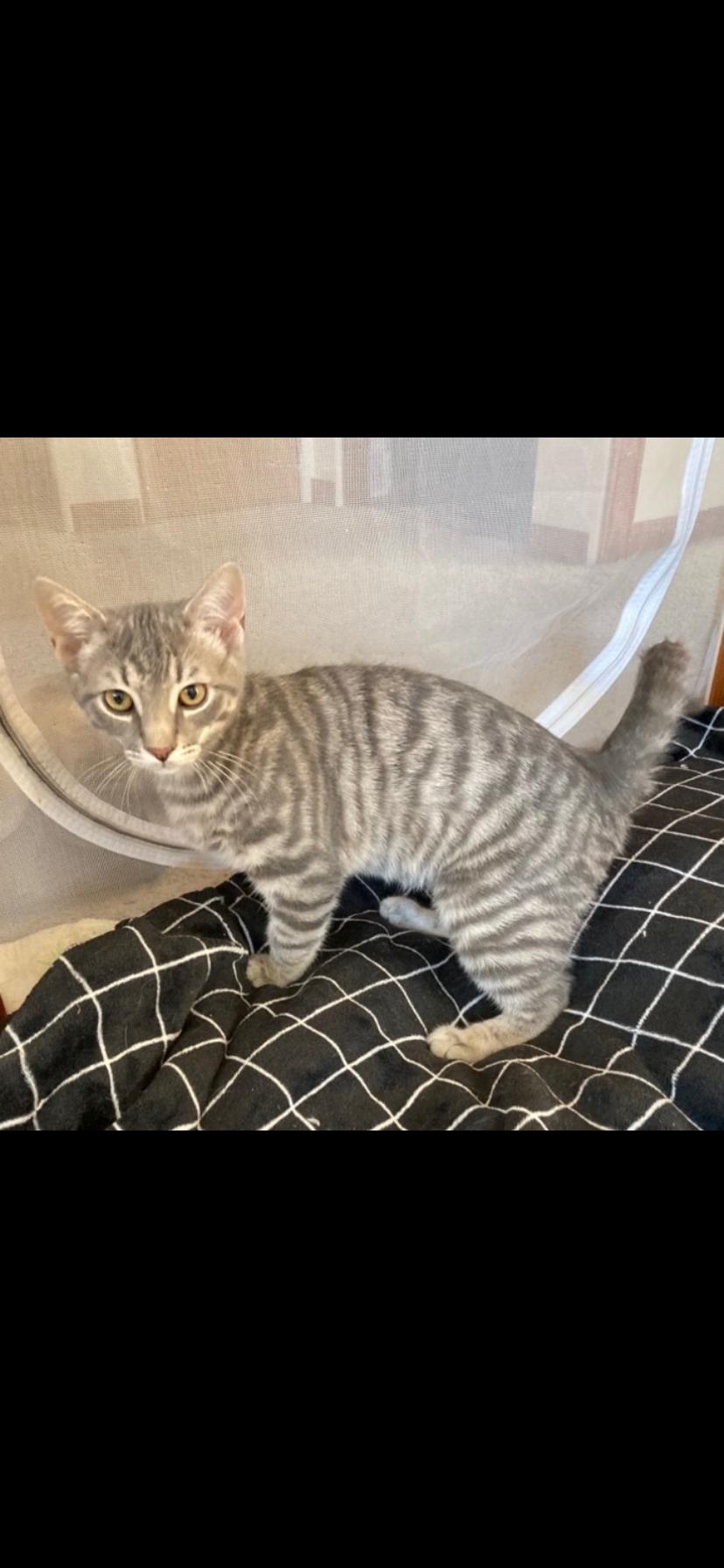 Ramsey , adopted, Kitten Male Domestic Short Hair.