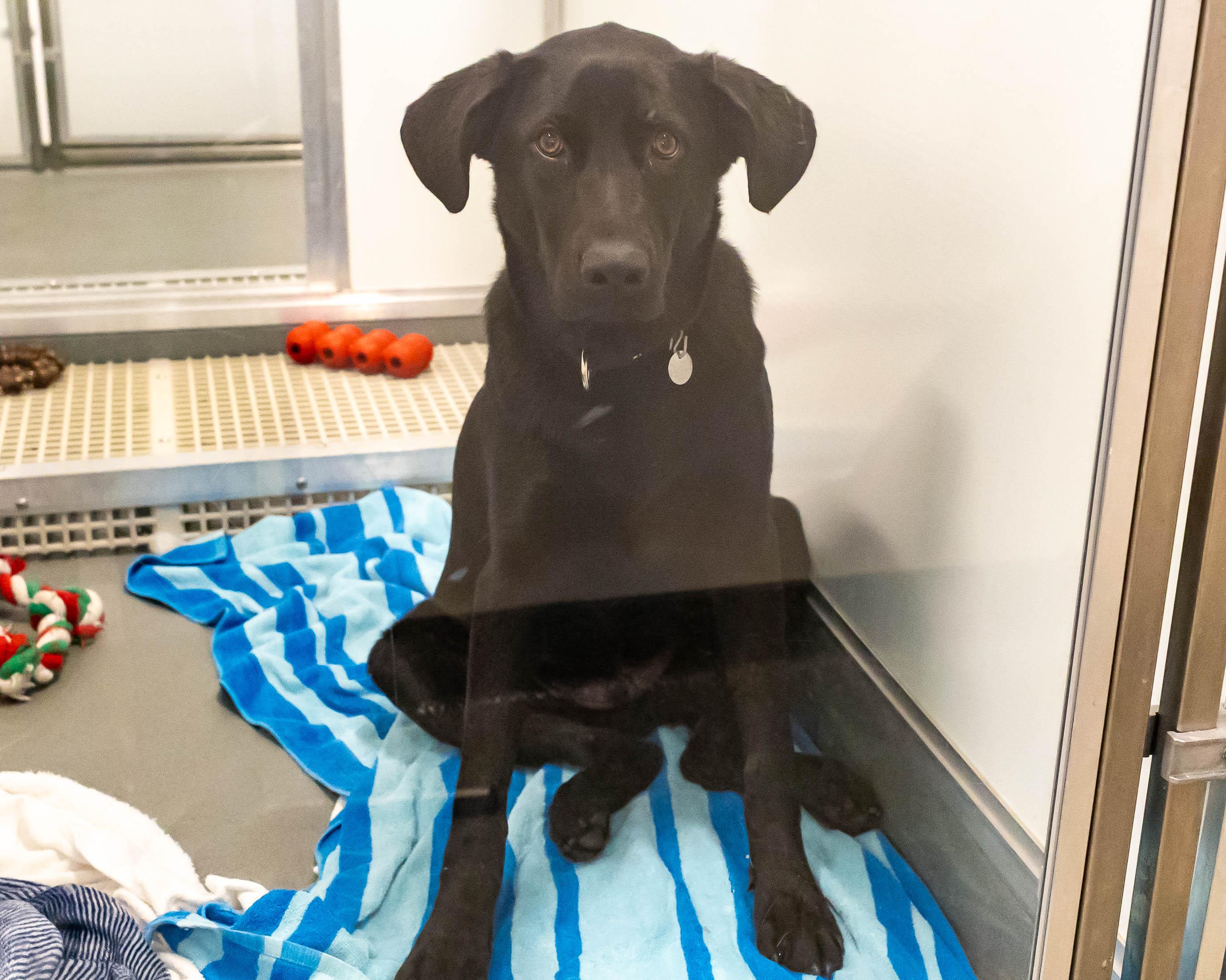 Delby, a Adoptable mixed breed in Chicago, IL image 5/5