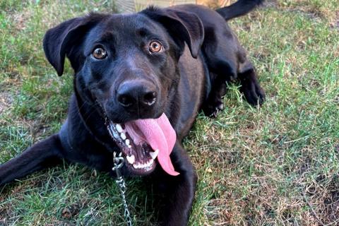 Delby, Adoptable, Young Male Mixed Breed.