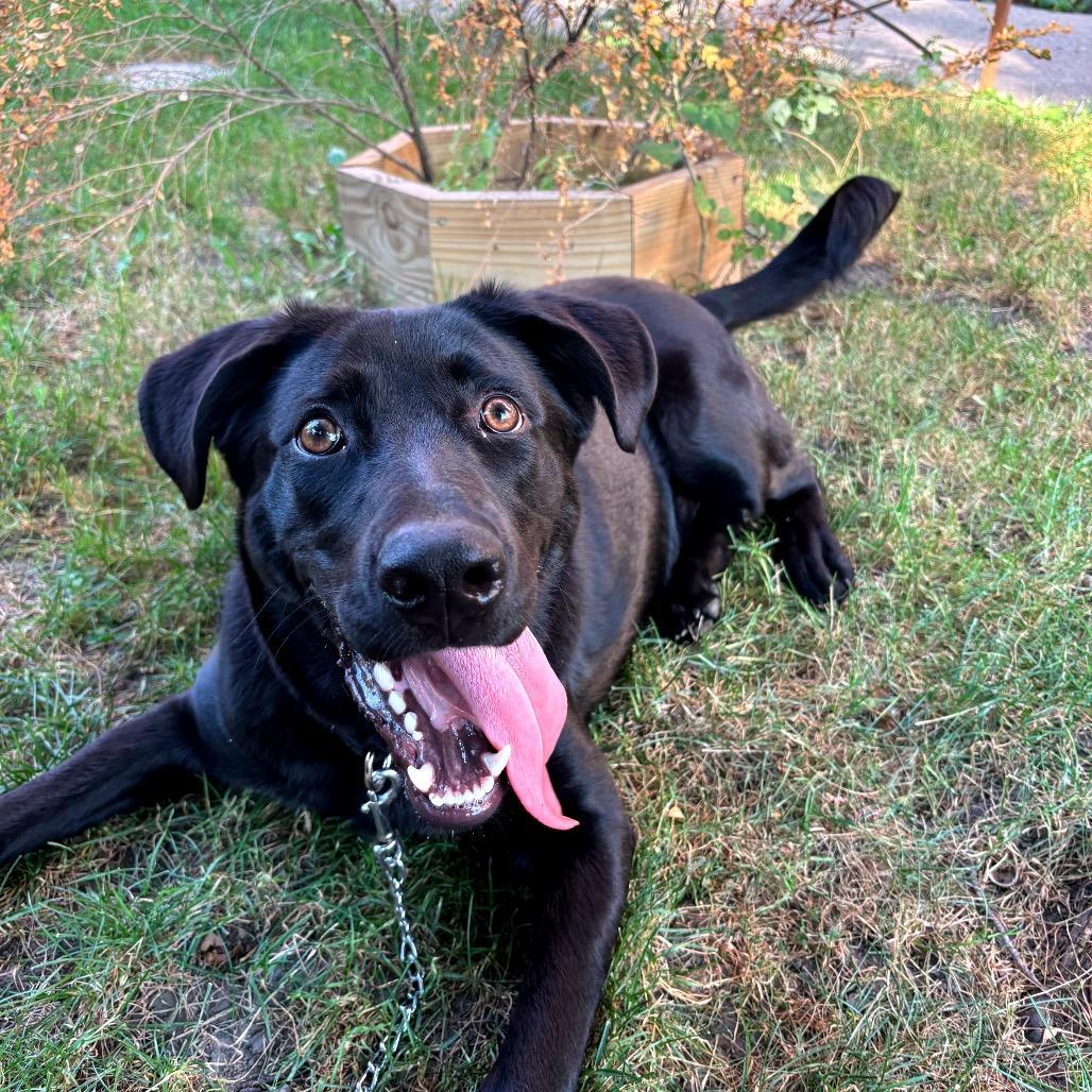 Enlarge Delby, a Adoptable mixed breed in Chicago, IL image 4/5