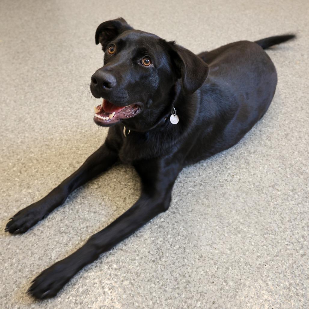 Enlarge Delby, a Adoptable mixed breed in Chicago, IL image 5/5