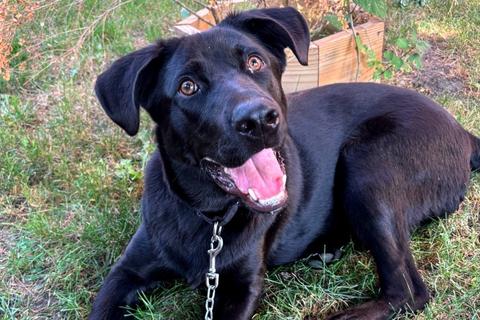 Delby, a Adoptable mixed breed in Chicago, IL image 4/5