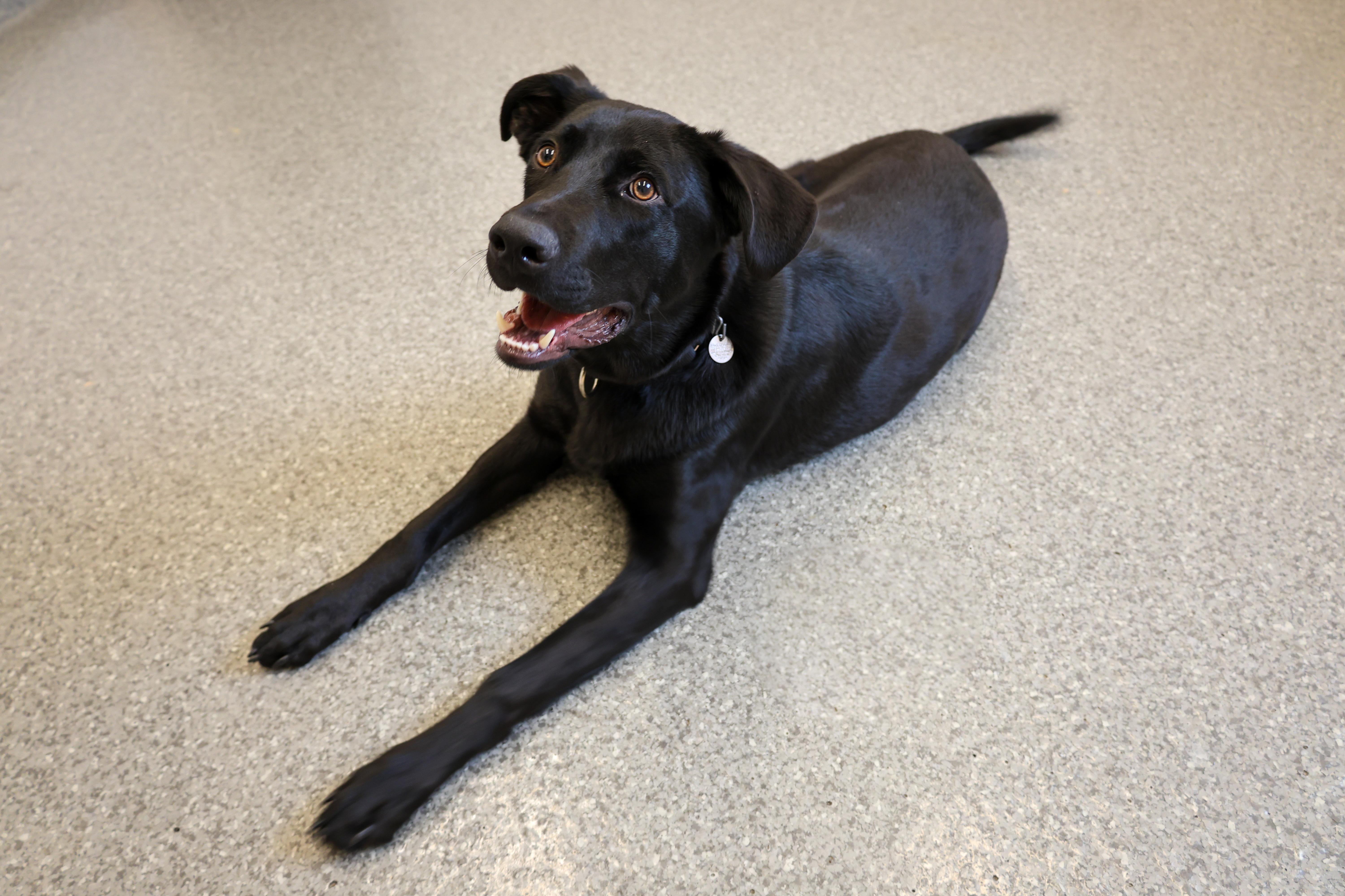 Delby, a Adoptable mixed breed in Chicago, IL image 2/5