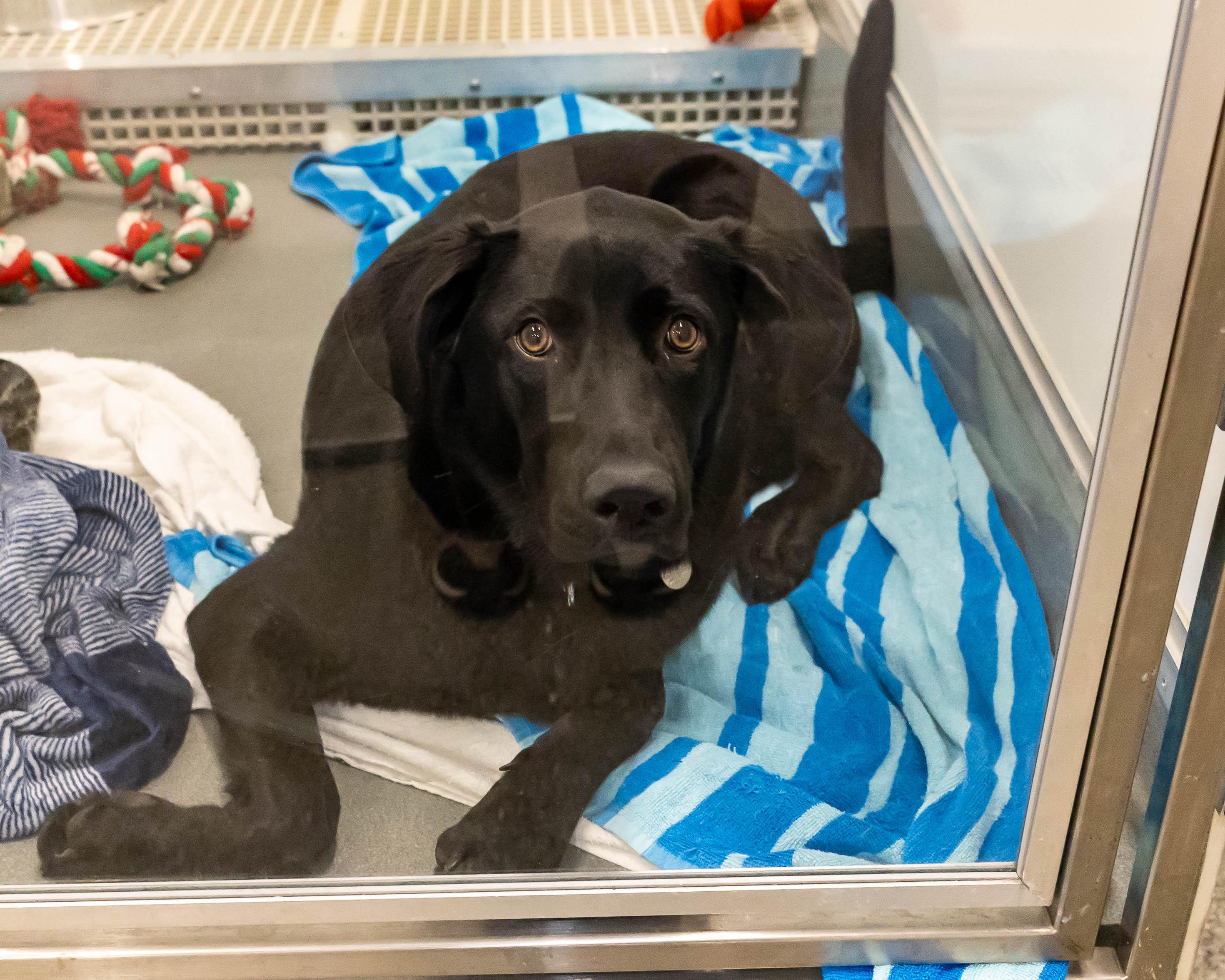 Delby, a Adoptable mixed breed in Chicago, IL image 3/5