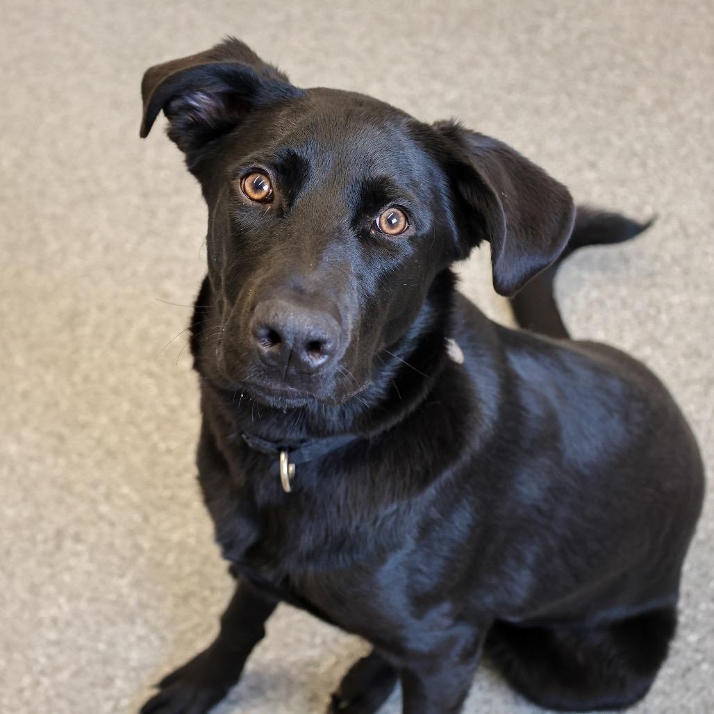 Delby, Adoptable, Young Male Mixed Breed.