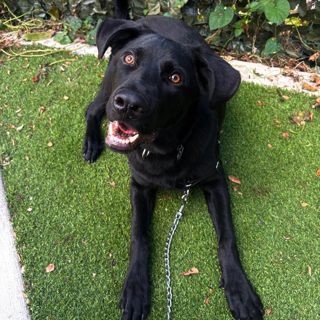 Enlarge Delby, a Adoptable mixed breed in Chicago, IL image 3/5