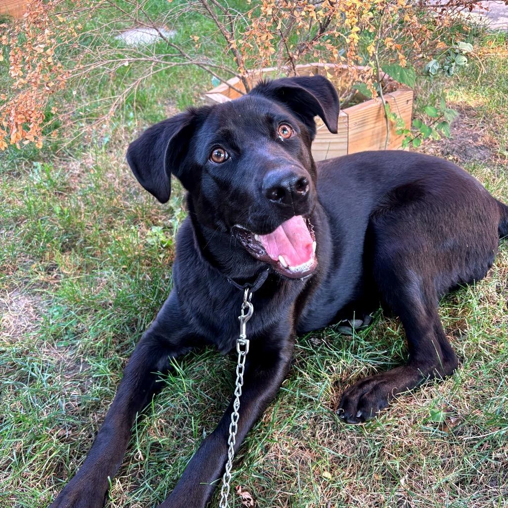 Enlarge Delby, a Adoptable mixed breed in Chicago, IL image 2/5