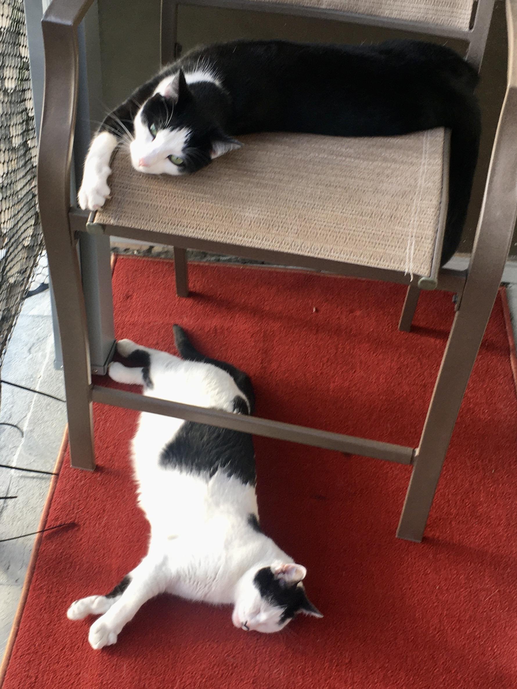 Kato and Zoe (Bonded Pair), a ADOPTABLE Domestic Short Hair in Long Beach, CA image 1/3