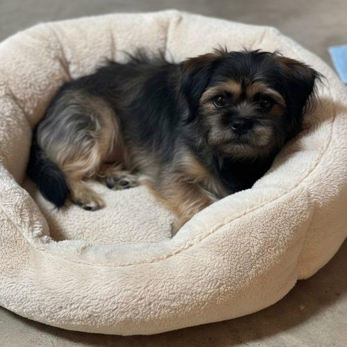 Dorothy, a Adoptable mixed breed in North Richland Hills, TX image 1/2