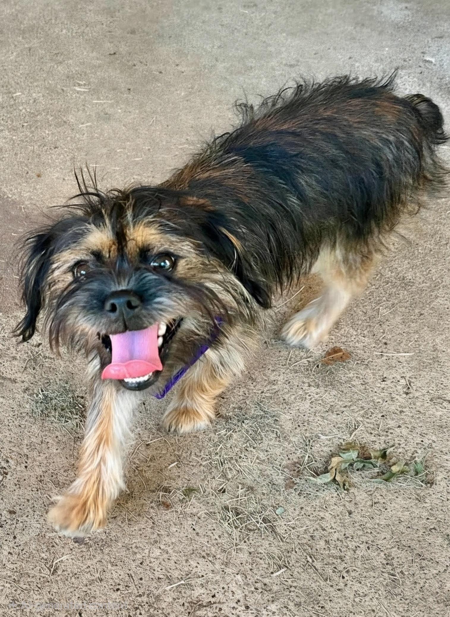 Dorothy, a Adoptable mixed breed in North Richland Hills, TX image 2/2