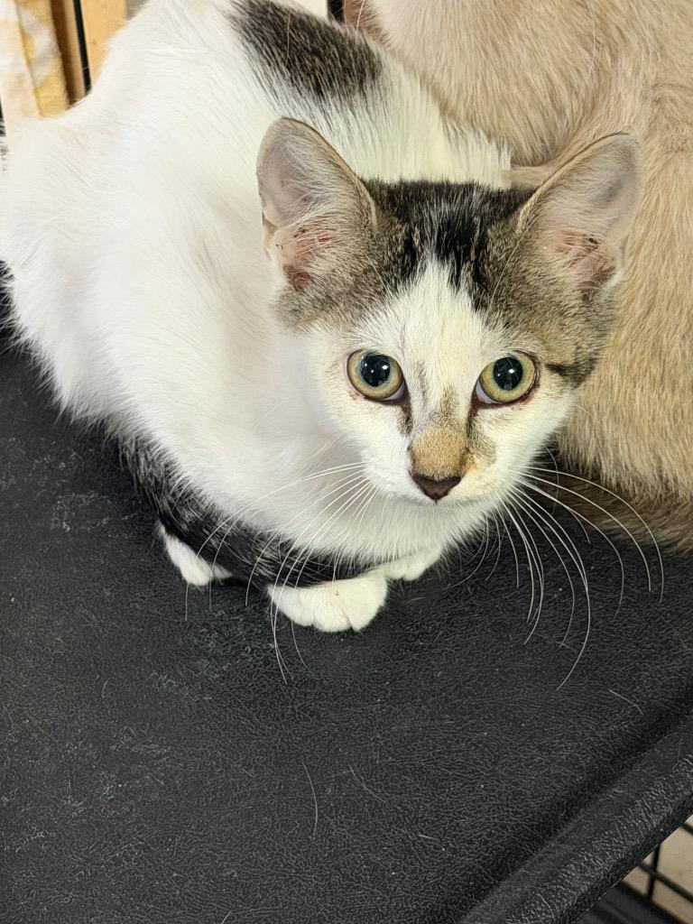 Belle, adopted, Kitten Female Domestic Short Hair.