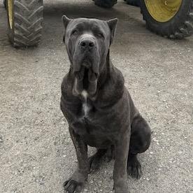 Romeo, Adoptable, Young Male Cane Corso & Neapolitan Mastiff.