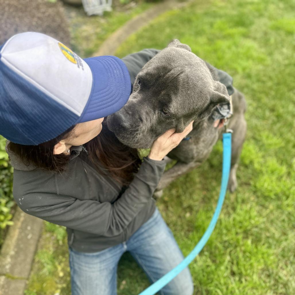 Romeo, a Adoptable mixed breed in Sacramento, CA image 2/5