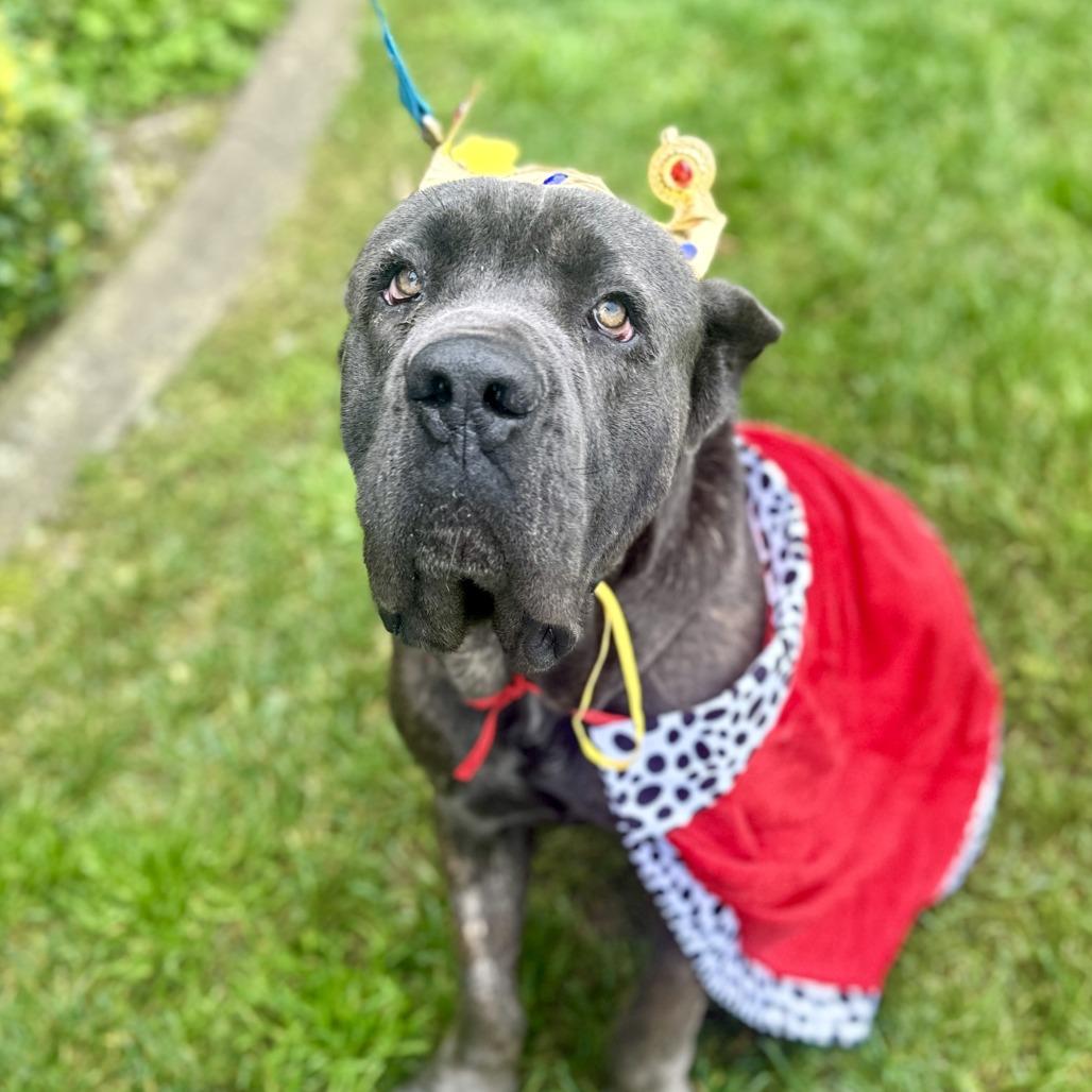 Romeo, a Adoptable mixed breed in Sacramento, CA image 3/5