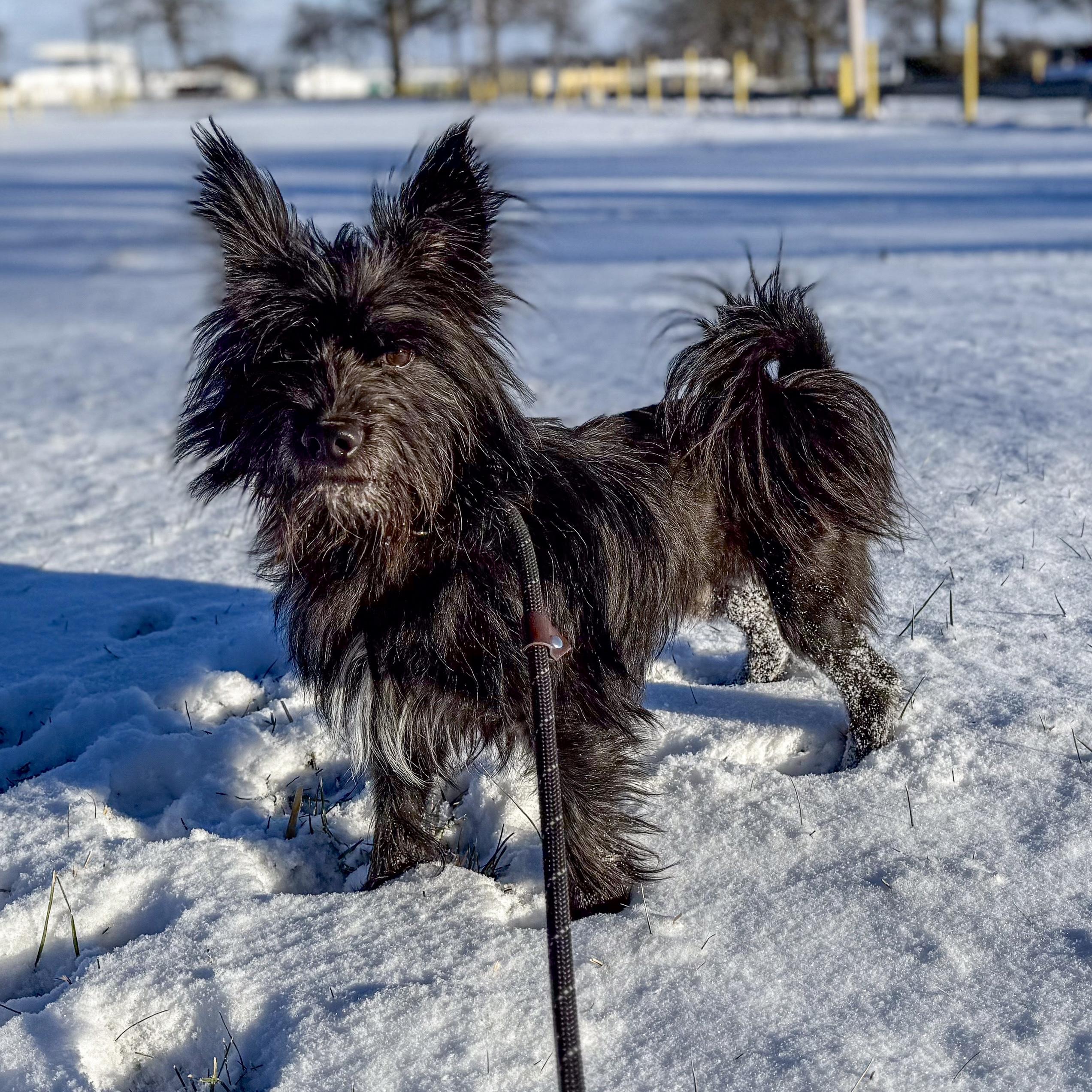 Enlarge Gremlin, a ADOPTABLE mixed breed in Ashland, OH image 1/1